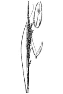 Composite Dropseed
