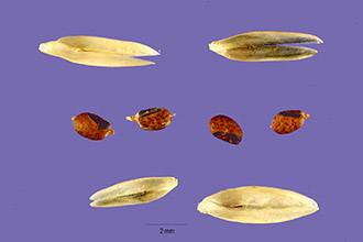 <i>Sporobolus asper</i> (P. Beauv.) Kunth var. hookeri (Trin.) Vasey