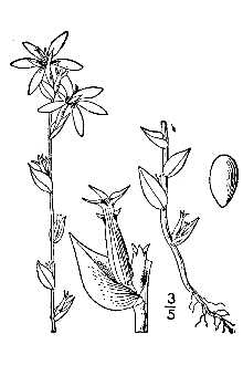 <i>Triodanis perfoliata</i> (L.) Nieuwl. var. biflora (Ruiz & Pav.) Bradley