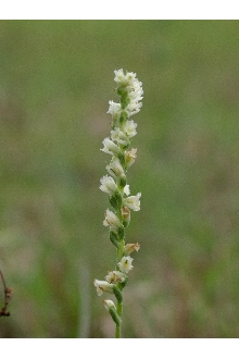 <i>Spiranthes gracilis</i> (Bigelow) Beck var. brevilabris (Lindl.) Correll