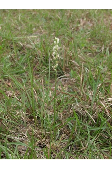 <i>Spiranthes gracilis</i> (Bigelow) Beck var. brevilabris (Lindl.) Correll