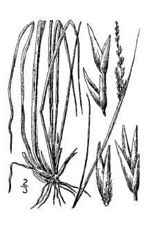 <i>Sporobolus asper</i> (P. Beauv.) Kunth var. clandestinus (Biehler) Shinners