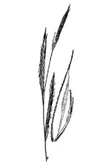 <i>Sporobolus ×eatonianus</i> P.M. Peterson & Saarela