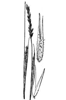 <i>Sporobolus clandestinus</i> (Biehler) Hitchc. var. canovirens (Nash) Steyerm. & Kucera