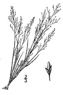 Annual Muhly