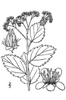 <i>Spiraea betulifolia</i> Pall. ssp. corymbosa (Raf.) Roy L. Taylor & MacBryde
