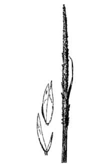 <i>Sporobolus cryptandrus</i> (Torr.) A. Gray var. strictus Scribn.