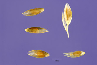 <i>Sporobolus cryptandrus</i> (Torr.) A. Gray var. strictus Scribn.
