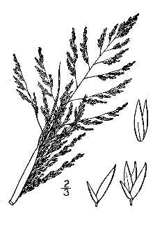 <i>Agrostis cryptandra</i> Torr.