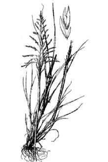 <i>Sporobolus cryptandrus</i> (Torr.) A. Gray ssp. fuscicola (Hook.) E.K. Jones & Fassett