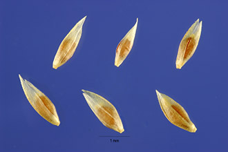 <i>Agrostis cryptandra</i> Torr.