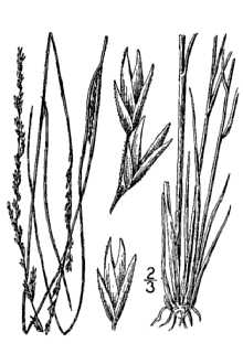 <i>Sporobolus asper</i> (P. Beauv.) Kunth var. pilosus (Vasey) Hitchc.
