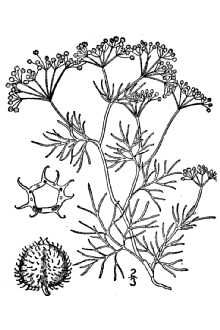 <i>Apium echinatum</i> (Nutt. ex DC.) Benth. & Hook. f. ex S. Watson