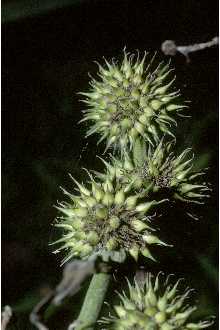 <i>Sparganium californicum</i> Greene