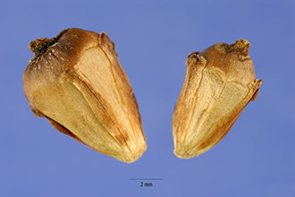 Broadfruit Bur-reed