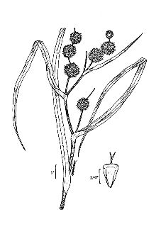 <i>Sparganium californicum</i> Greene