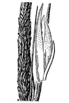 <i>Sporobolus foliosus</i> (Trin.) P.M. Peterson & Saarela