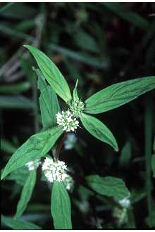 Smooth False Buttonweed