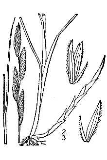 Alkali Cordgrass