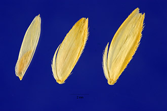 <i>Sporobolus hookerianus</i> P.M. Peterson & Saarela