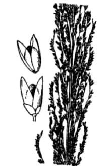 <i>Sporobolus tenacissimus</i> auct.