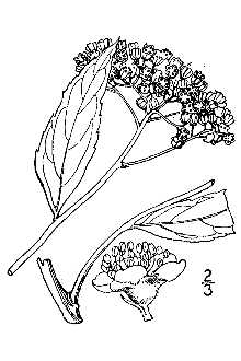 <i>Spiraea japonica</i> L. f. var. alpina Maxim.
