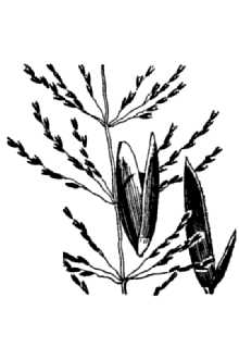 <i>Sporobolus gracilis</i> (Trin.) Merr.