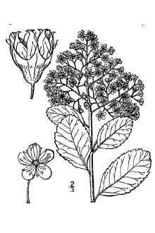 <i>Spiraea latifolia</i> (Aiton) Borkh.