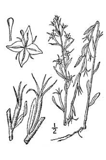 <i>Specularia leptocarpa</i> (Nutt.) A. Gray