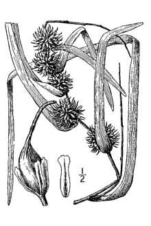 <i>Sparganium lucidum</i> Fernald & Eames