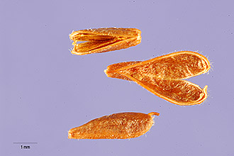 <i>Spiraea betulifolia</i> Pall. var. lucida (Douglas ex Greene) C.L. Hitchc.