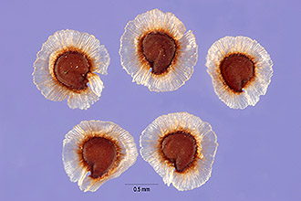 <i>Spergularia leiosperma</i> (Kindb.) F. Schmidt