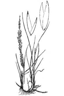 <i>Sporobolus asper</i> (P. Beauv.) Kunth var. macer (Trin.) Shinners