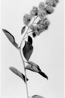 <i>Spiraea douglasii</i> Hook. ssp. menziesii (Hook.) Calder & Roy L. Taylor