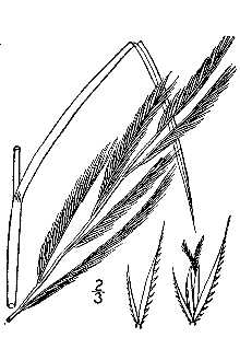 <i>Sporobolus michauxianus</i> (Hitchc.) P.M. Peterson & Saarela