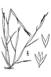 <i>Sporobolus vaginiflorus</i> (Torr. ex A. Gray) Alph. Wood var. neglectus (Nash) Scribn.