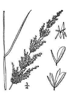 <i>Sphenopholis obtusata</i> (Michx.) Scribn. var. lobata (Trin.) Scribn.