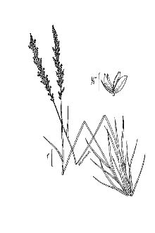 <i>Sphenopholis obtusata</i> (Michx.) Scribn. var. pubescens (Scribn. & Merr.) Scribn.