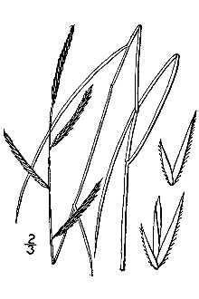 Saltmeadow Cordgrass