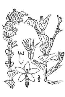 <i>Legousia perfoliata</i> (L.) Britton