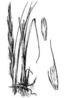 Prairie Cordgrass