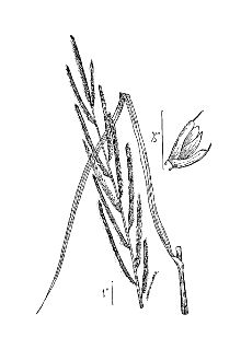 <i>Sporobolus michauxianus</i> (Hitchc.) P.M. Peterson & Saarela