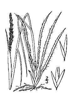 <i>Sporobolus asper</i> (P. Beauv.) Kunth var. drummondii (Trin.) Vasey