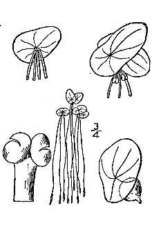 <i>Spirodela polyrrhiza</i> (L.) Schleid. var. masonii Daubs