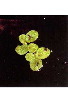<i>Spirodela polyrhiza</i> (L.) Schleiden, orth. var.