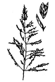 <i>Agrostis pyramidata</i> Lam.