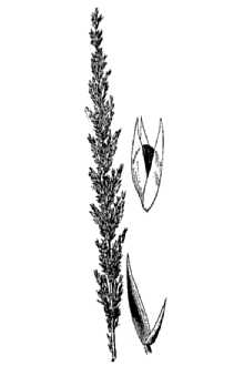 <i>Agrostis purpurascens</i> Sw.