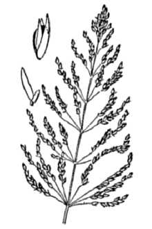 <i>Sporobolus argutus</i> (Nees) Kunth