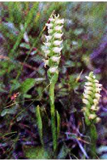 Hooded Lady's Tresses