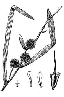 <i>Sparganium chlorocarpum</i> Rydb. var. acaule (Beeby ex Macoun) Fernald